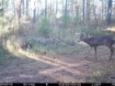 Picture of Beaverdam Farm North - Wilkes County, GA