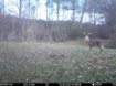 Picture of Beaverdam Farm North - Wilkes County, GA