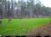 Picture of Beaverdam Farm North - Wilkes County, GA