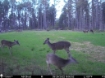 Picture of Beaverdam Farm North - Wilkes County, GA