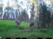 Picture of Beaverdam Farm North - Wilkes County, GA