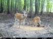 Picture of Beaverdam Farm North - Wilkes County, GA