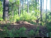 Picture of Beaverdam Farm North - Wilkes County, GA