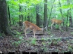 Picture of Beaverdam Farm North - Wilkes County, GA