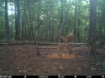 Picture of Beaverdam Farm North - Wilkes County, GA