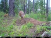 Picture of Beaverdam Farm North - Wilkes County, GA