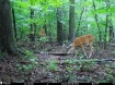 Picture of Beaverdam Farm North - Wilkes County, GA