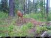 Picture of Beaverdam Farm North - Wilkes County, GA