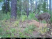 Picture of Beaverdam Farm North - Wilkes County, GA