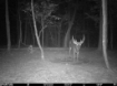 Picture of Beaverdam Farm North - Wilkes County, GA