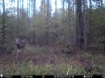 Picture of Beaverdam Farm North - Wilkes County, GA