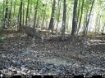 Picture of Beaverdam Farm North - Wilkes County, GA