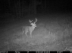 Picture of Beaverdam Farm North - Wilkes County, GA