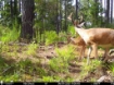 Picture of Beaverdam Farm North - Wilkes County, GA