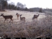 Picture of Beaverdam Farm North - Wilkes County, GA