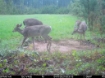 Picture of Beaverdam Farm North - Wilkes County, GA