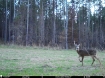 Picture of Beaverdam Farm North - Wilkes County, GA