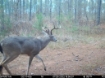 Picture of Beaverdam Farm North - Wilkes County, GA