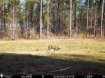 Picture of Beaverdam Farm North - Wilkes County, GA
