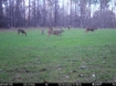 Picture of Beaverdam Farm North - Wilkes County, GA