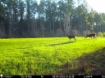 Picture of Beaverdam Farm North - Wilkes County, GA