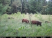 Picture of Beaverdam Farm North - Wilkes County, GA