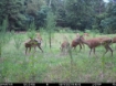 Picture of Beaverdam Farm North - Wilkes County, GA