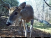 Picture of Beaverdam Farm North - Wilkes County, GA