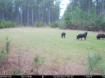 Picture of Beaverdam Farm North - Wilkes County, GA