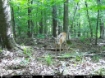 Picture of Beaverdam Farm North - Wilkes County, GA