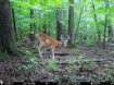 Picture of Beaverdam Farm North - Wilkes County, GA
