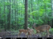 Picture of Beaverdam Farm North - Wilkes County, GA