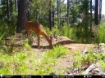 Picture of Beaverdam Farm North - Wilkes County, GA