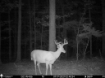 Picture of Beaverdam Farm North - Wilkes County, GA