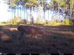 Picture of Beaverdam Farm North - Wilkes County, GA