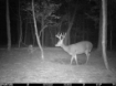 Picture of Beaverdam Farm North - Wilkes County, GA