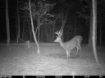 Picture of Beaverdam Farm North - Wilkes County, GA