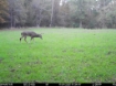 Picture of Beaverdam Farm North - Wilkes County, GA