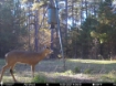Picture of Beaverdam Farm North - Wilkes County, GA