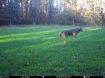 Picture of Beaverdam Farm North - Wilkes County, GA