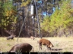 Picture of Beaverdam Farm North - Wilkes County, GA