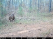 Picture of Beaverdam Farm North - Wilkes County, GA