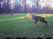 Picture of Beaverdam Farm North - Wilkes County, GA