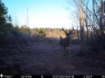 Picture of Beaverdam Farm North - Wilkes County, GA