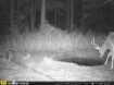 Picture of Snell-Clark Creek - Wilkes County, GA