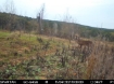 Picture of Snell-Clark Creek - Wilkes County, GA
