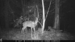 Picture of Snell-Clark Creek - Wilkes County, GA