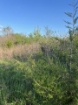 Picture of Wagon Wheel Farm - Vernon County, MO