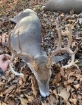 Picture of Camden County, MO